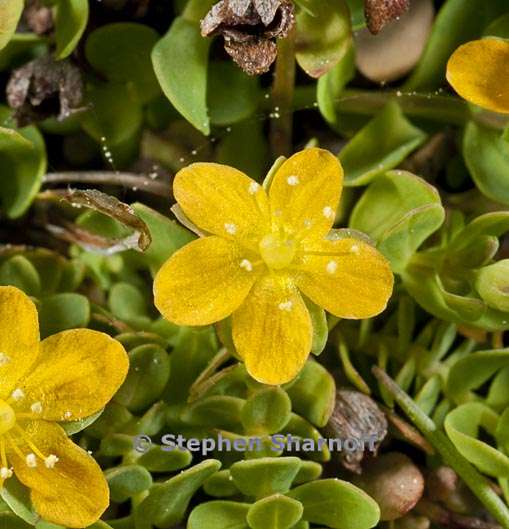 hypericum anagalloides 6 graphic